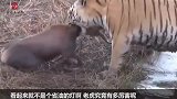 老虎以为是羊，刚一冲过去感觉不对，看清后它撒腿就跑