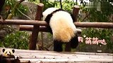 熊猫团子卖萌画风大不同，有的表演功夫，有的当睡美熊
