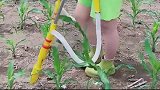 农民自制丢化肥神器，既省时又省力，真是太有智慧了！
