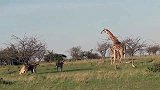 被几只狮子盯上的长颈鹿妈妈毫不畏惧，迎难而上