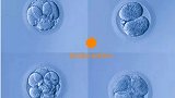 泰国试管移植不同等级胚胎有没有影响？