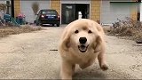 忠犬金毛，一个星期没见主人，主人回来后是什么场面！