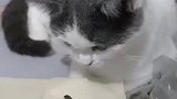 有这么邋遢的主人，真是让猫咪操碎了心，我实在是忍不住了