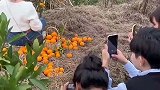 老婆们说去摘橘子，千万别相信