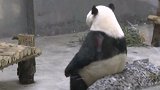 熊猫热到怀疑熊生 一动不动呆坐着