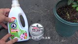 2种肥料混合浇给杜鹃，让它茎粗叶茂，花开爆满盆