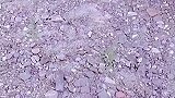 你以为我是怎么变成流浪猫的