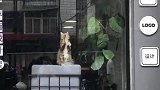 猫：看啥看，我在帮主人擦玻璃呢！