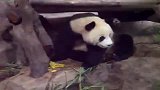 搞笑-国宝熊猫才是最萌的货