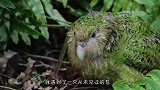 女子捡回一只流浪猫，养了一段时间后，发现不得了