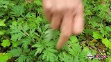 艾粑粑的家常做法，先把艾叶洗净煮熟，打成浆糊和面，揉成饼状放