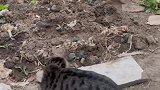 狸花猫的耳朵有异常，说明敌人正在靠近，果然邻家的橘猫来了