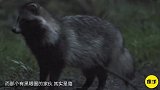 方便面上面画的竟然不是小浣熊网友表示傻傻分不清