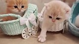 这么可爱的摇篮猫都舍不得拎出去，看的我的心都化了