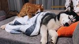 惊！卑微橘猫在线给二哈按摩！