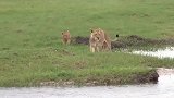 称职母狮带着2只幼崽过河—勇敢的小宝宝