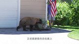 棕熊越狱出逃，被男子一脚踢到墙上，镜头拍下搞笑过程