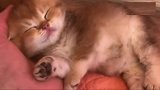 萌萌的小奶猫在掌心熟睡，这是对主人有多信任呀