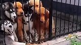 为什么受伤的总是我
