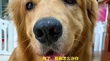 金毛和主人玩游戏，金毛急中生智，暗中使坏，主人倒霉了，逗
