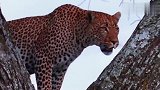 猎豹爬上了树，狮子够不着，这可让猎豹嘚瑟了