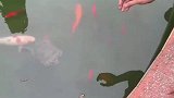 小伙子徒手捞龟的搞笑操作！