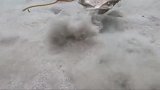 海星跑到沙滩上遛弯，手舞足蹈在跳舞，太魔性了