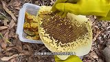 绑脾过箱蜜蜂还会飞逃？