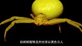 盘点世界上最奇葩的动物你敢说你都见过吗