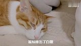 猫咪尊老爱幼的说法，我家大橘猫再次验证了