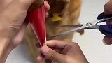狗：这个冰淇淋是非吃不可吗？