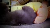 女子捡回一只流浪猫，家里的猫咪却怕它，这哪是什么猫啊