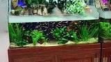 去买鱼缸，这一幕让我开眼了，这水陆两用的缸真是美爆了
