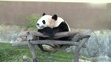 大熊猫你挂在上面干嘛呢，这造型拍照比较好看吗