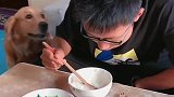 金毛叼个碗来跟主人要饭吃，主人不给它吃，接下来它的举动好搞笑