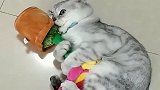 主人买了个玩具挑逗猫咪, 狸花猫：不发脾气你当我是病猫啊!