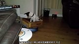 狗狗有自己的汽车，是用打扫机器改装的，真是不错
