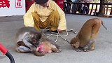 猴子学卧倒