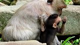 猴妈妈不怜悯猴宝宝在地上大声哭，因为猴妈妈试图给它断奶