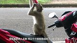 猴子向游客讨要酒，游客非常爽快地给了三罐，下一秒画风突变
