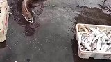 海鳗生性凶猛，咬合力惊人，遇上大姐后简直不堪一击