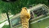武松都拿它没办法