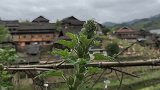 燕子上山挖藠头摔了个连环跤，听到宝宝哭立马赶回家，母爱真伟大
