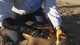 专业工作人员解救被困海豹，最后海豹还不忘感谢