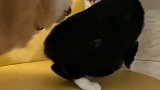 实事证明找对象不要找强撩的…