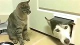 狸花猫：大门都不知道在哪里还想出去玩
