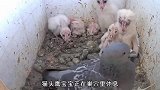 鸽子霸占猫头鹰巢穴下蛋！还将幼崽胖揍了一顿，看鹰妈怎么收拾它