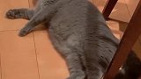 猫：我在等你拿小鱼干呢，我饿的不行了！