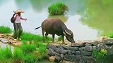 风景优美，牧民早晨放牛，这诗意的画面该用什么词语来表达！