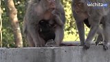 年迈的老母猴刚生下孩子，抱起小猴子拖着长长的脐带到处找东西吃